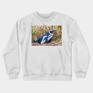 Magellanic Penguin with Baby near Ushuaia, Argentina Crewneck Sweatshirt